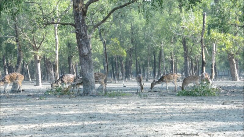 HIRON POINT, SUNDARBAN