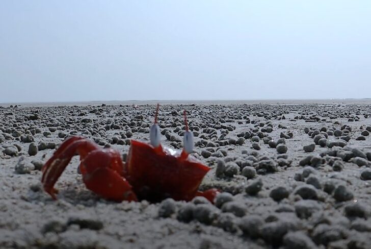 How to Reach the Crab Island in Kuakata