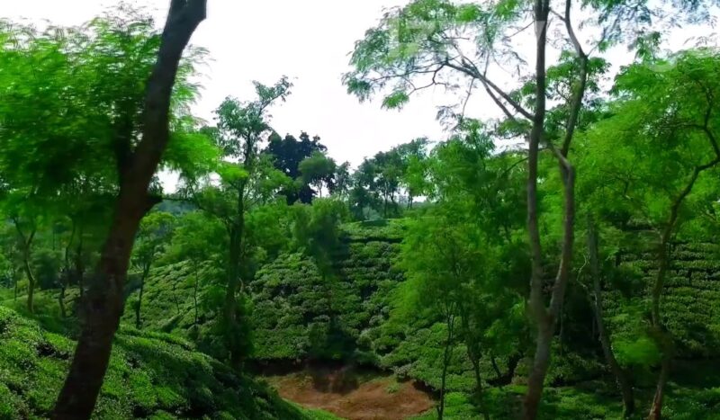 Exploring Srimangal