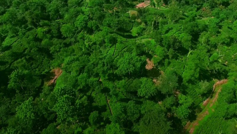 Srimangal tea gardens